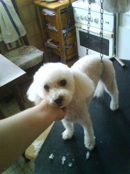 bichon